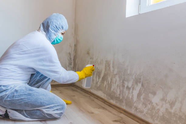 Licensed Mold Remediation service in Pitman, NJ - 24 Hour Mold Removal
